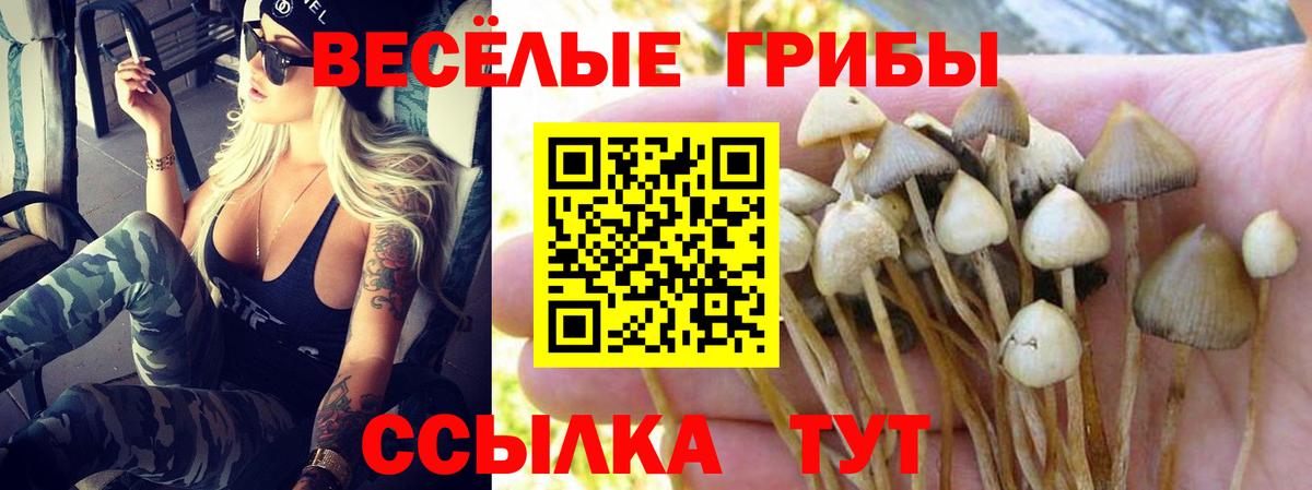 Псилоцибиновые грибы Psilocybine cubensis Вязьма